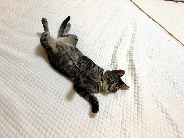 寝そべっている子猫